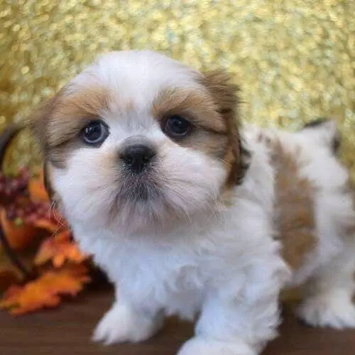 Rubbie